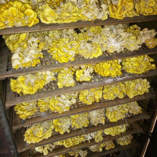 建瓯市黄金菇 干货 人工种植 