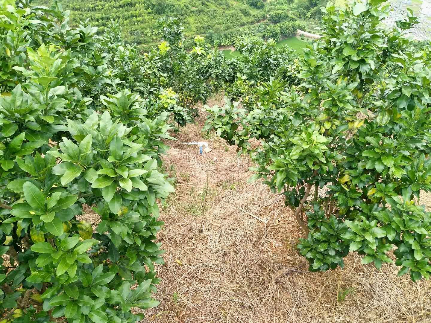 三紅蜜柚苗  三紅 沙田 紅心蜜柚 泰國(guó)紅寶石 越南青柚 蜜柚苗 營(yíng)養(yǎng)杯苗