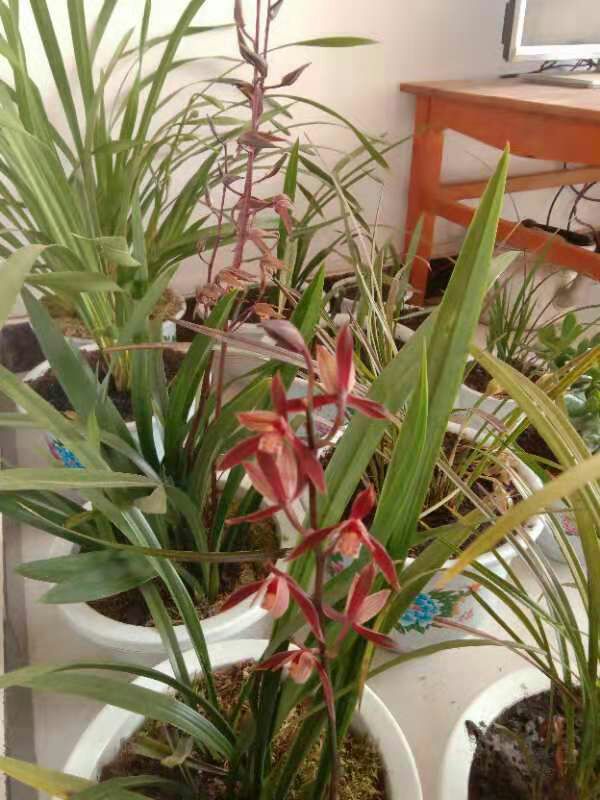 墨兰 裸根不带土