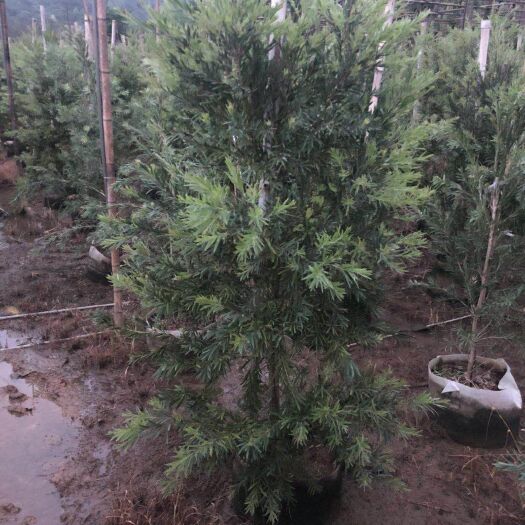 漳州红千层  袋苗，1.2-1.8米苗圃直销