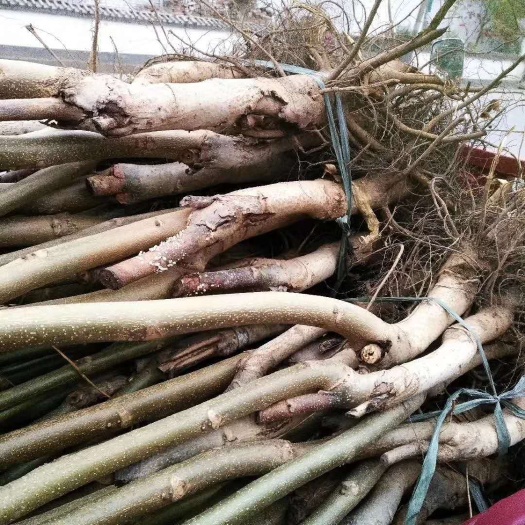 绛县香玲核桃苗 