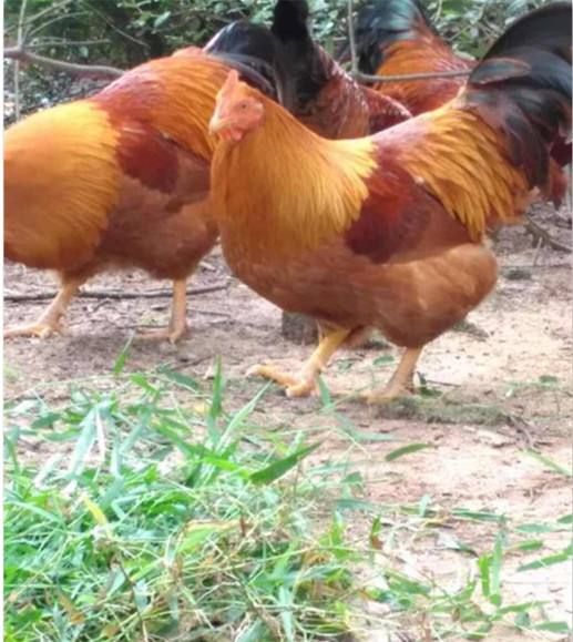 桂香土鸡苗  灵山麻土 鸡苗品种纯正 孵化场直销