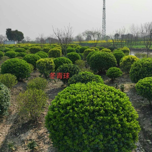 新沂市冬青球 