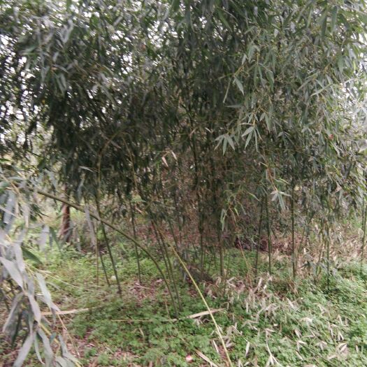 谷城县菜架竹