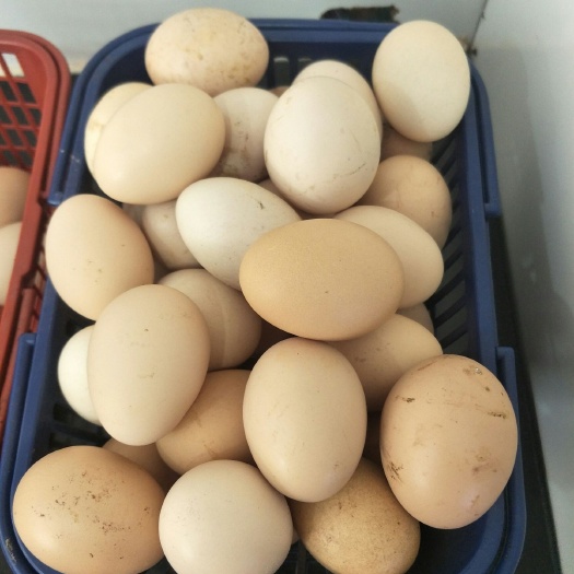 金华土鸡蛋 食用 箱装 