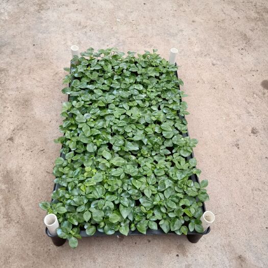 广州鸭脚木 种苗室内常绿观叶植物