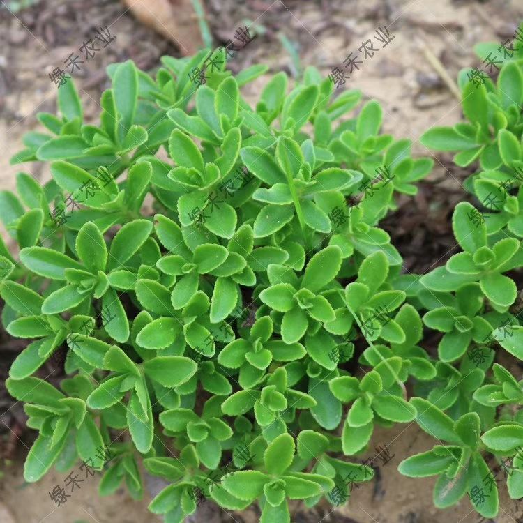 济南景天三七种苗  费菜种苗 养心菜苗多年生菜苗