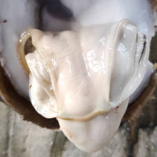 珠海珠海生蚝 人工养殖 4-5两/只 