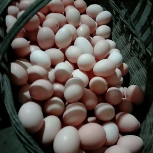 遵义粉蛋 食用 散装 