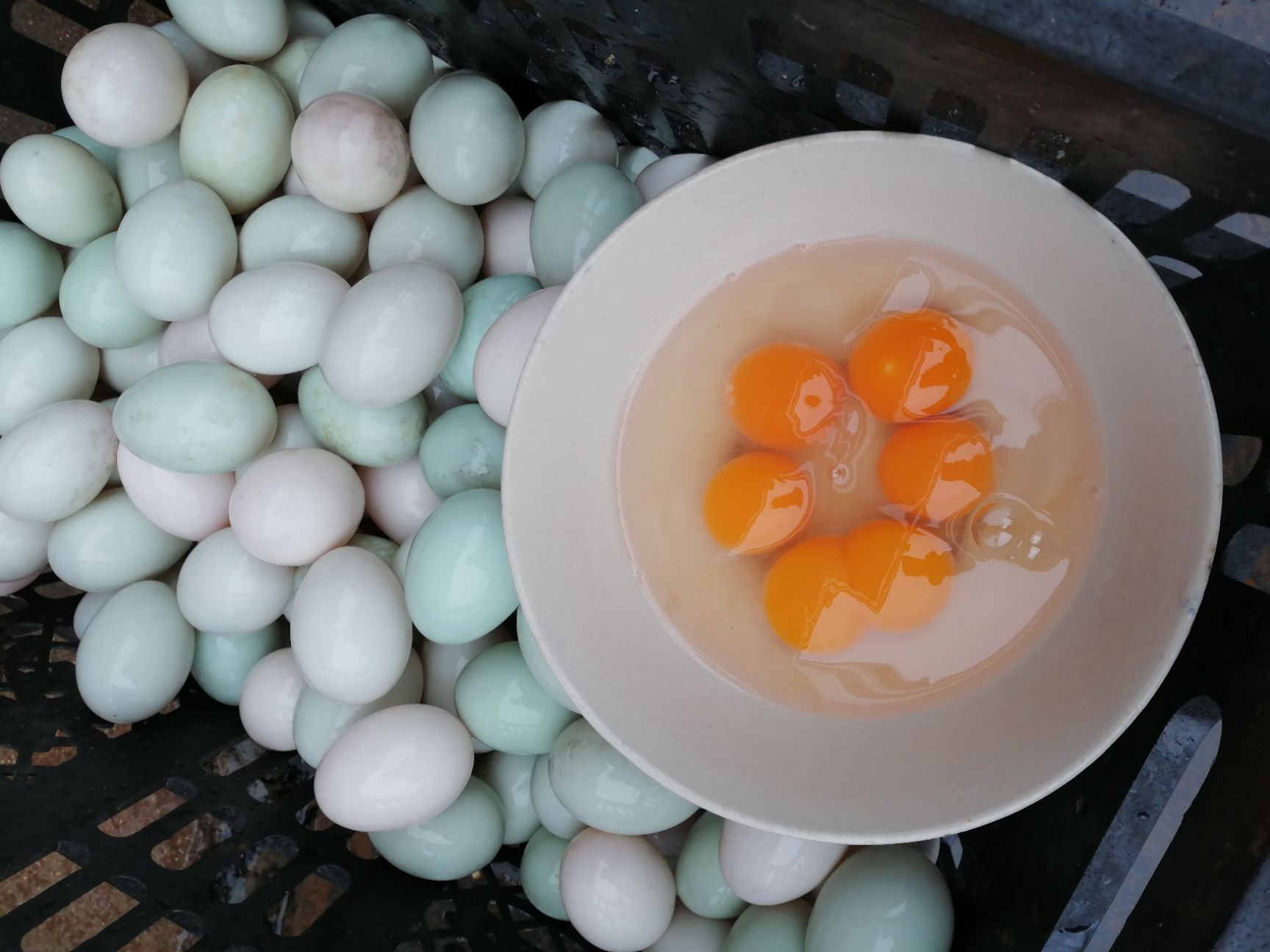 土鸭蛋 食用 箱装