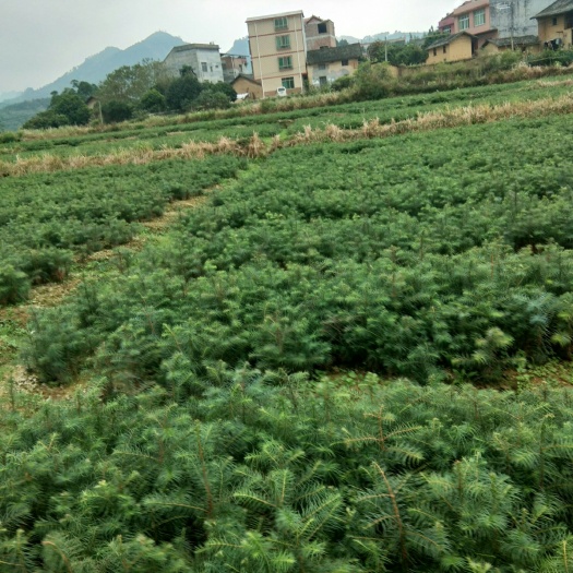 融安县杉木树苗 