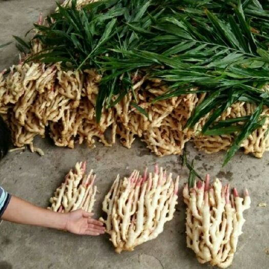 全州县仔姜 混装通货 带土 