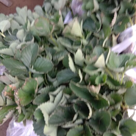 平邑县蒙特瑞草莓苗 10公分以下 地栽苗 