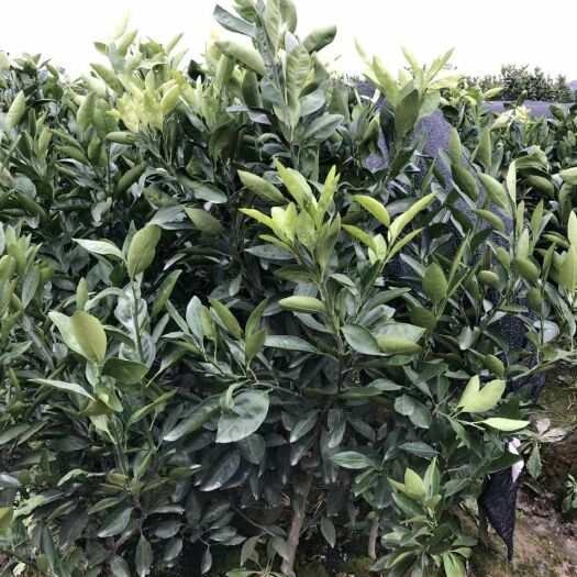 临海市蜜桔苗 实生苗 0.5~1米