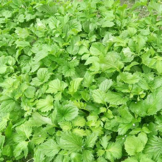 剑河县缬草  缬草油 大量供应缬草油