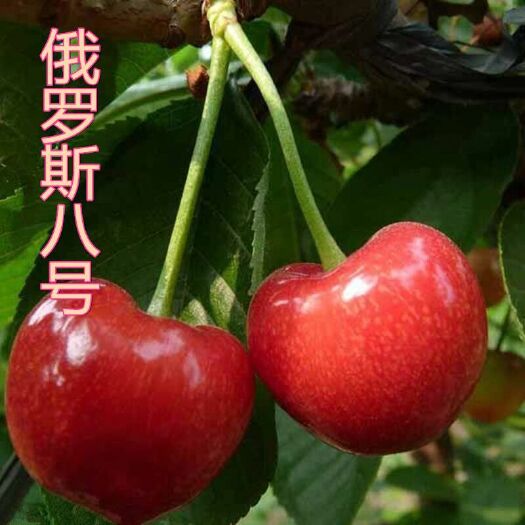 平邑县 真正嫁接俄罗斯八号樱桃苗