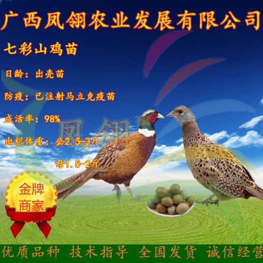 南宁山鸡苗  七彩