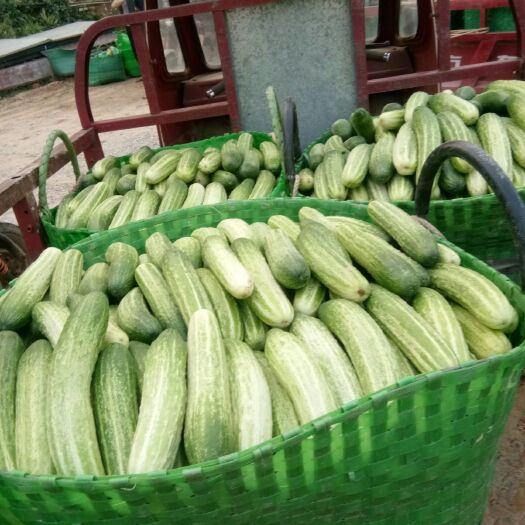 南宁燕白黄瓜  黄瓜大量上市中