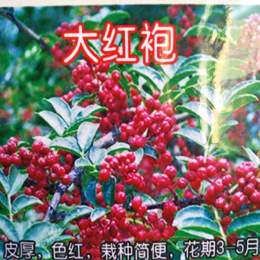 泰安 大红袍花椒苗