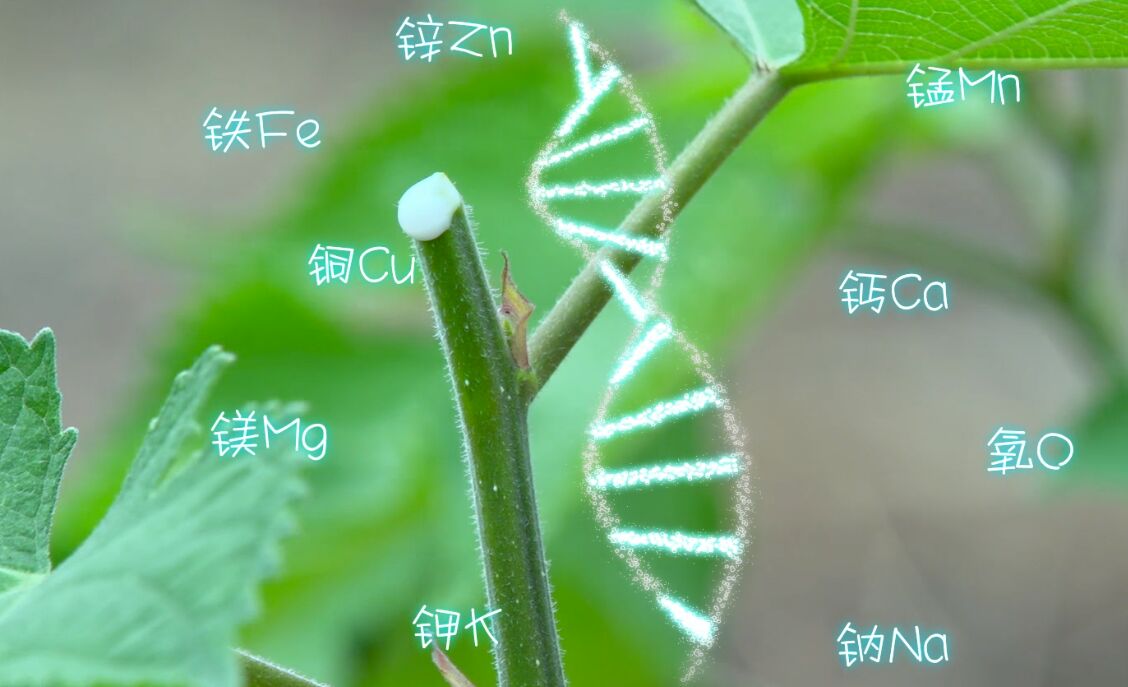  构香猪，有机无抗！
