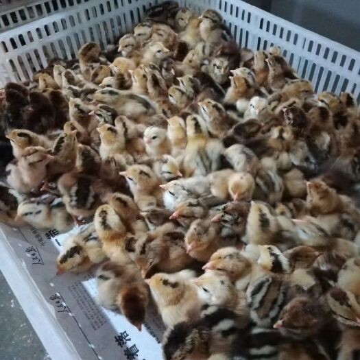 沭阳县三黄鸡苗 