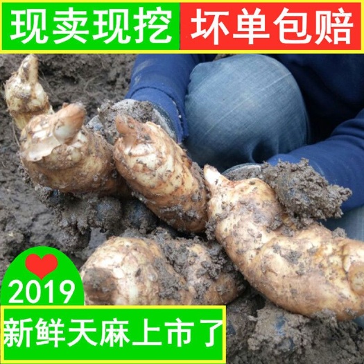 嵩县 天然天麻山区500克伏牛山原始