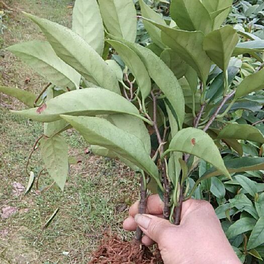 桂林粉红黑老虎苗 