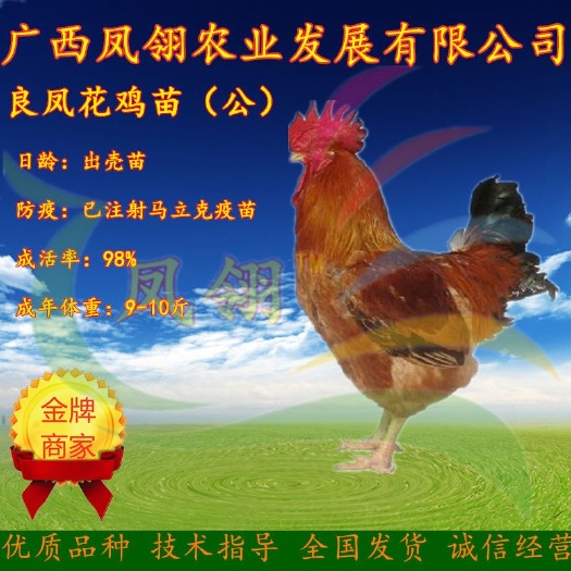 南宁良凤花鸡苗 公苗 出壳苗死亡包赔