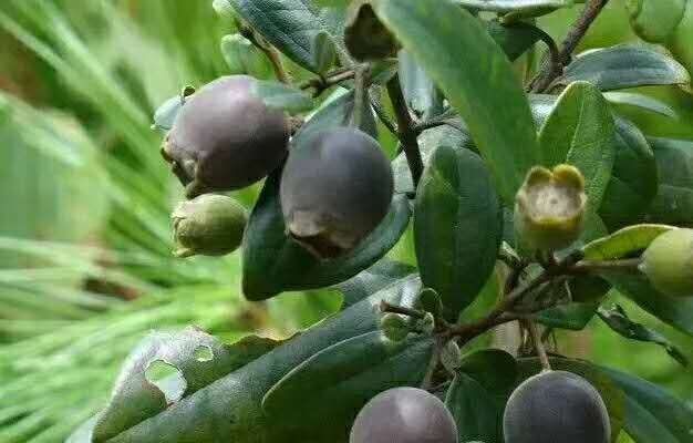灵山县桃金娘苗  0.5~1米 带营养杯发货