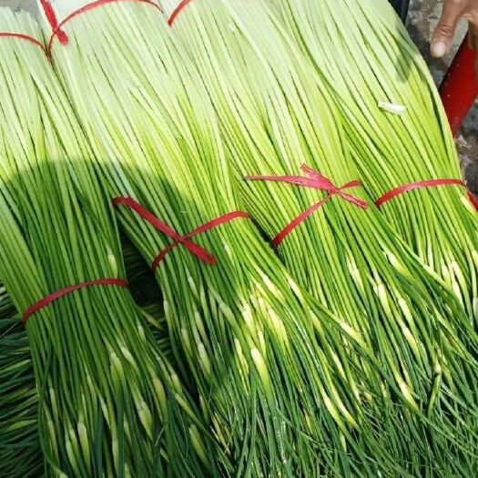 丰县白帽蒜薹 60~70cm