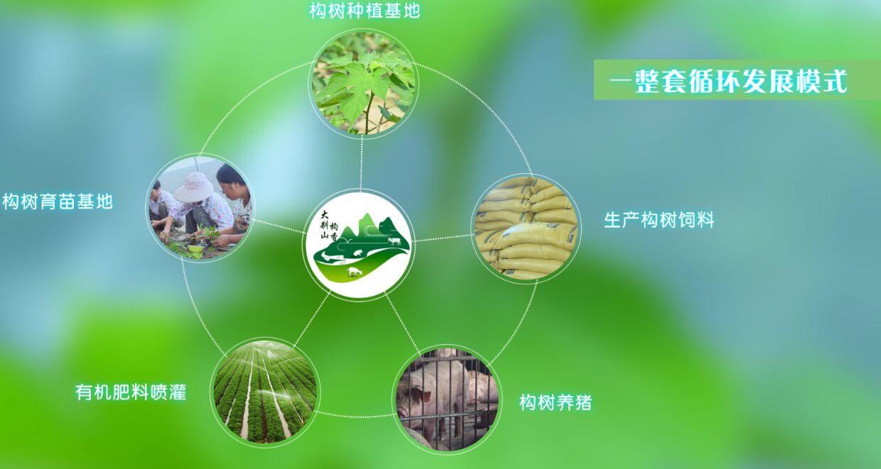  构香猪，有机无抗！