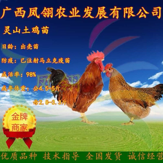 南宁灵山土鸡 桂香土鸡苗