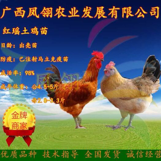 南宁红瑶鸡苗