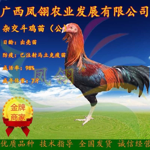 南宁杂交斗鸡苗