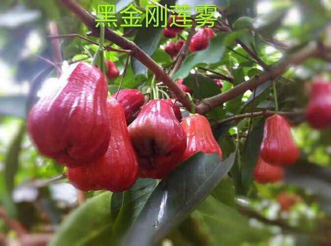 灵山县黑金刚莲雾苗 