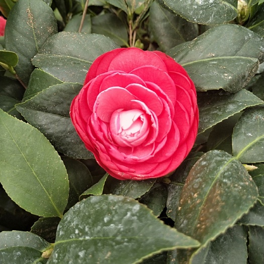 沭阳县山茶花 30~50cm 