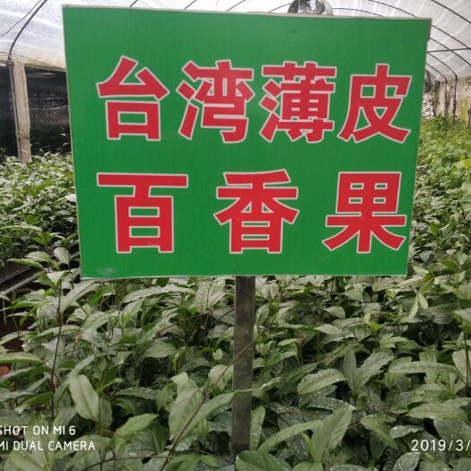 南靖县黄金百香果苗 台农1号