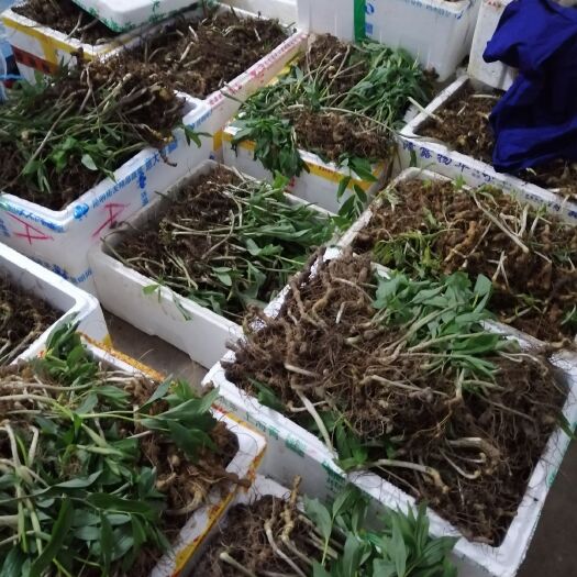 阳新县黄精种苗 