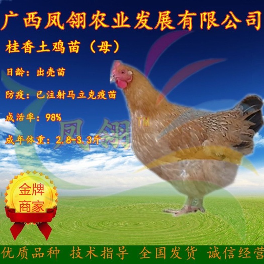南宁桂香土鸡苗 母