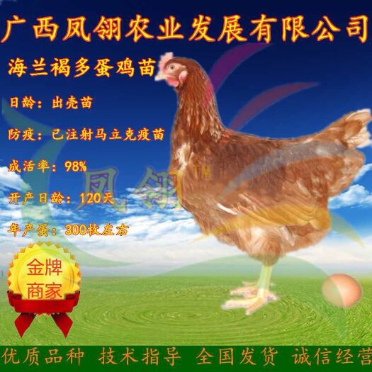 南宁海兰褐壳蛋鸡  海兰褐蛋鸡苗