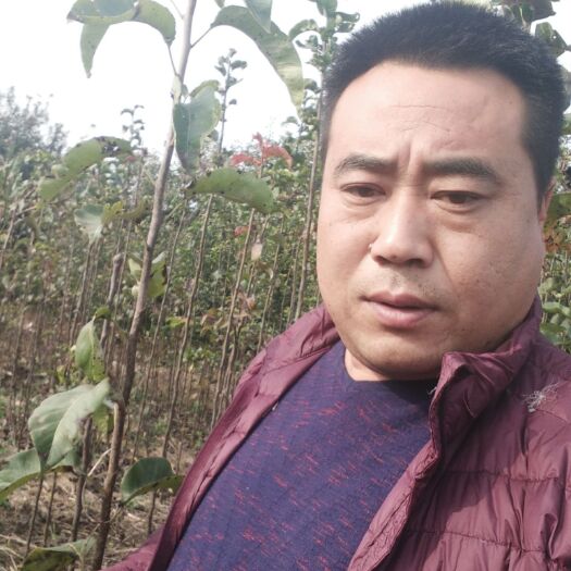 深州市玉露香梨树苗 1~1.5米 