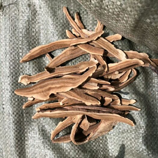 冠县人工灵芝 