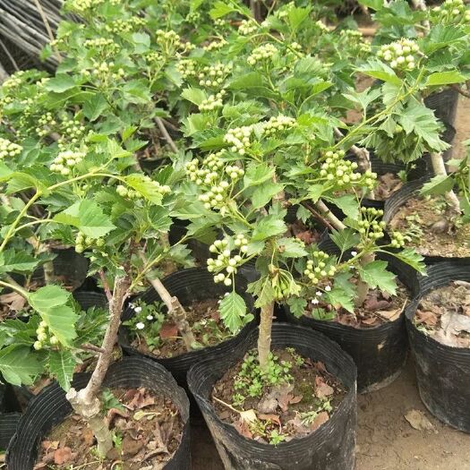 平邑县大金星山楂树苗 