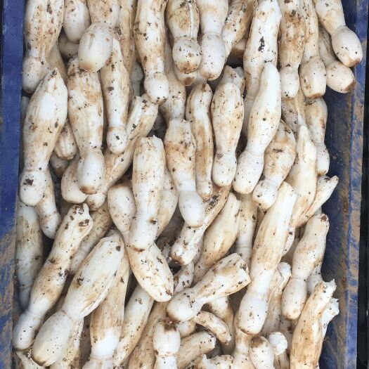 范县鸡腿菇 人工种植 鲜货 