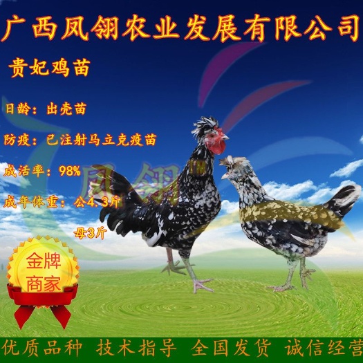 南宁贵妃鸡苗