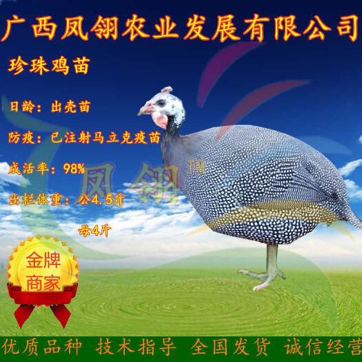 南宁珍珠鸡苗