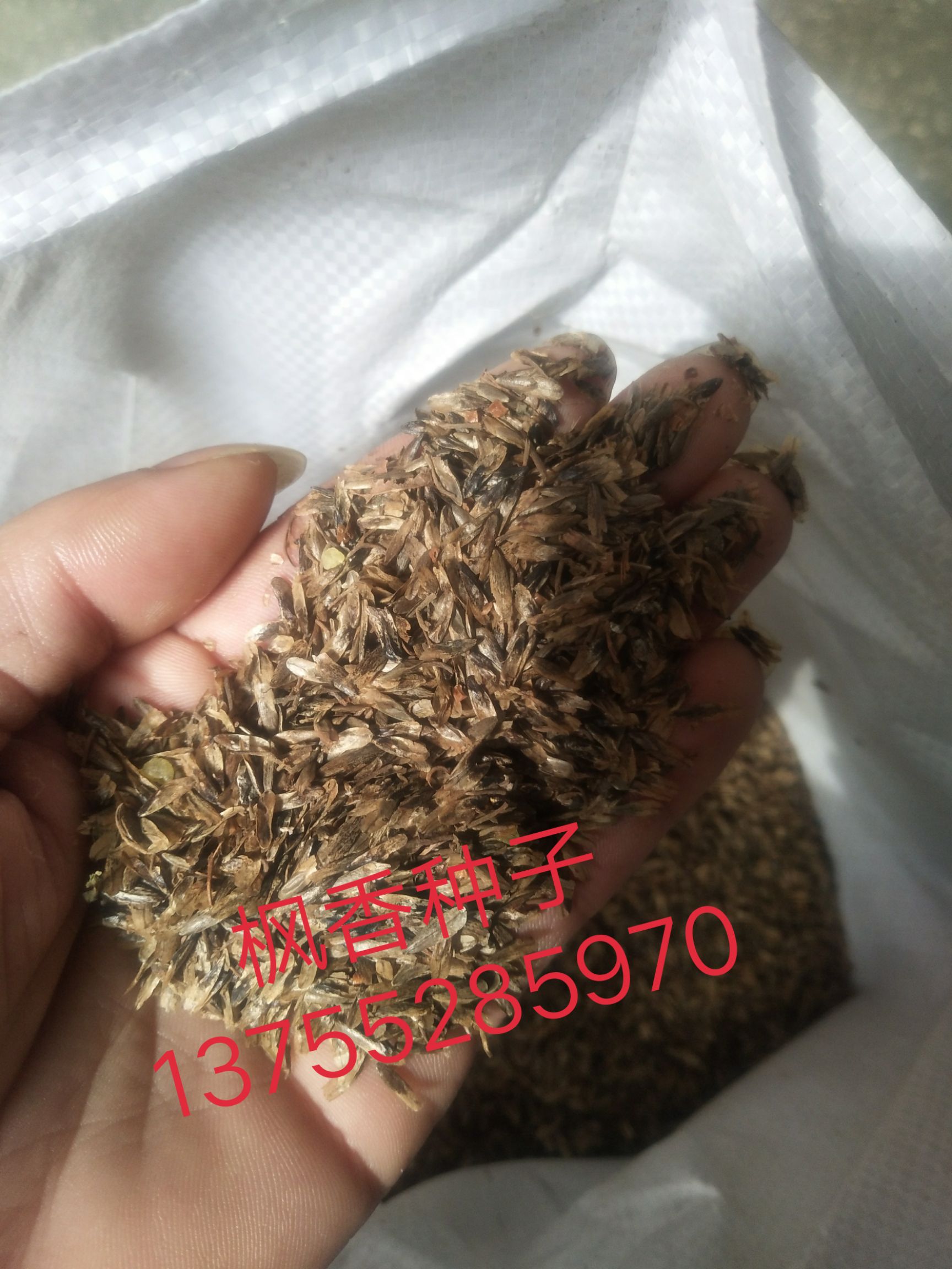 九江枫香种子 