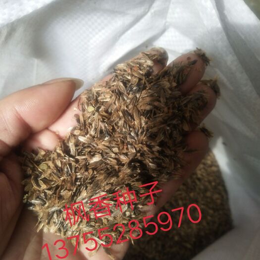 九江枫香种子 