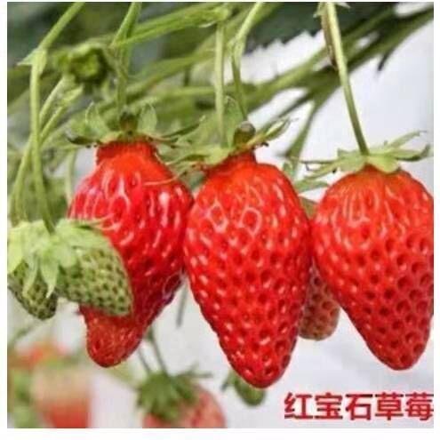 东海县妙香7号草莓苗 10~20公分 穴盘苗 