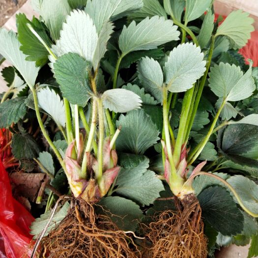 泰安脱毒草莓苗  地栽苗 10~20公分 红颜草莓苗（红99）